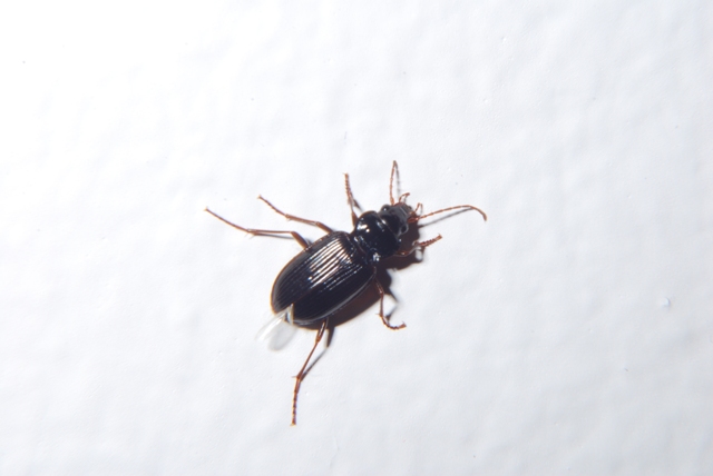 Un altro inquilino - Nebria brevicollis